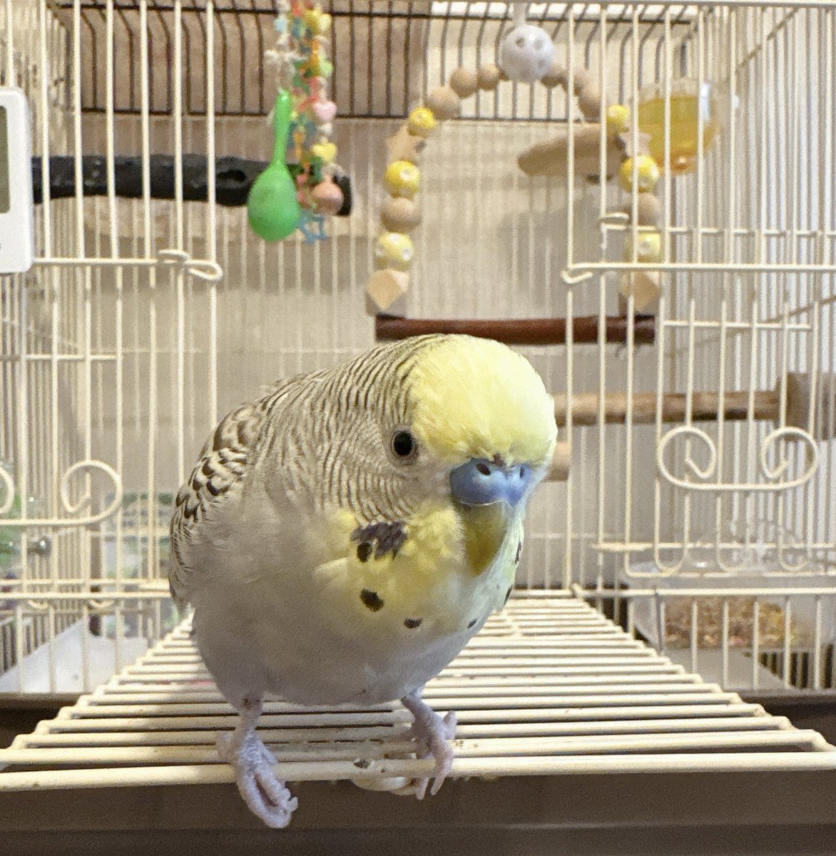 ぴちろー。🍵🧢🔥🐬🐢🐧🦁🐉📦 tweet media