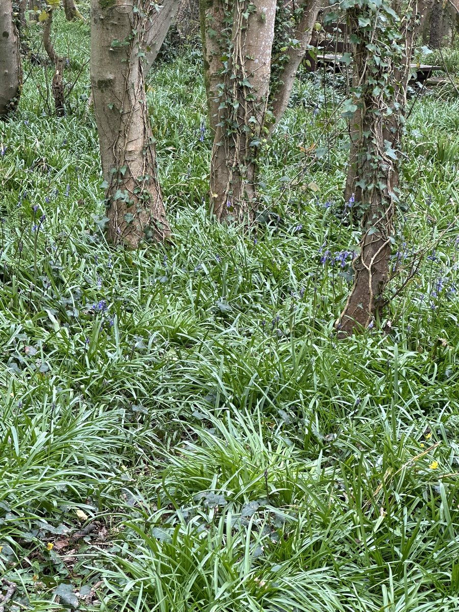 PenrhosSave's tweet photo. Our fight has been 16 yrs long 2 owners ( speculators bought to get planning to raise the price ) and the latest buyer went into administration due to allegations of fraud and a Ponzi scheme! so it’s in the hands of administrators who with a consultancy group are trying to greenwash their plans to destroy penrhos and create a 500 chalet , 1000 space car park closing off the site to the Public after 50 yrs of continuous access to the paths around penrhos Planning permission expires on the 19th of April they want to continue the planning permission so it’s in place when penrhos gets sold on by an estate agent to developers. we as a cic want to purchase as a community woodland to protect all our flora and fauna in perpetuity