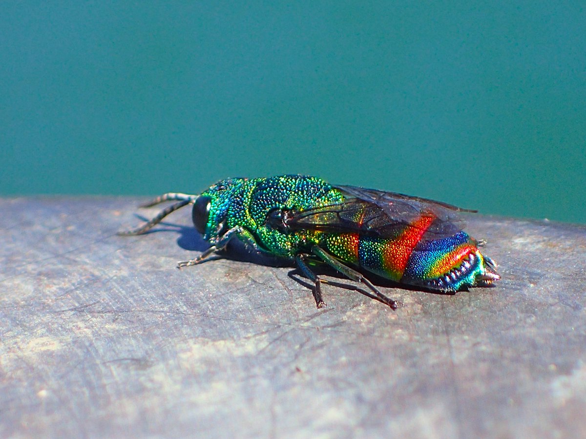 さいとー tweet media