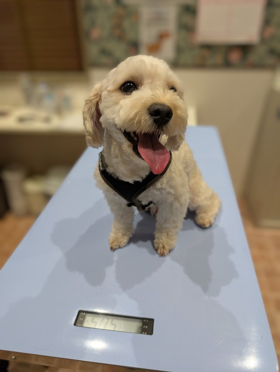 ゴーヤーマン🥒 tweet media