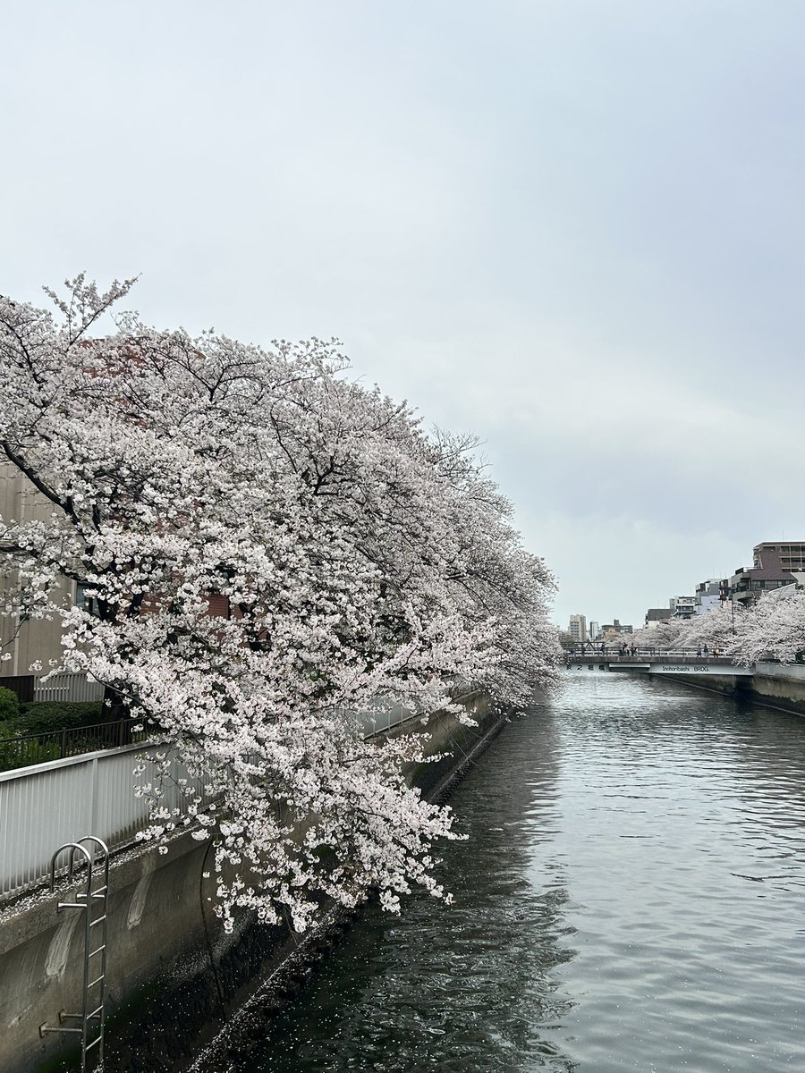 木場ぴくひこ tweet media