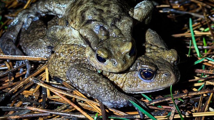 Sputnik Türkiye tweet media