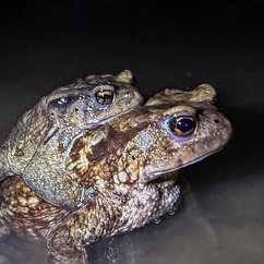 Sputnik Türkiye tweet media