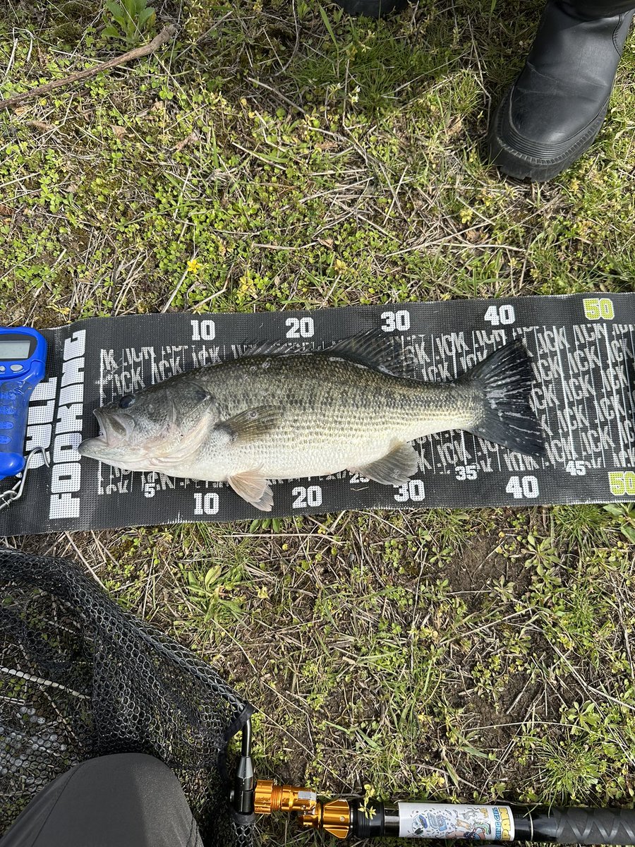 よっしー tweet media