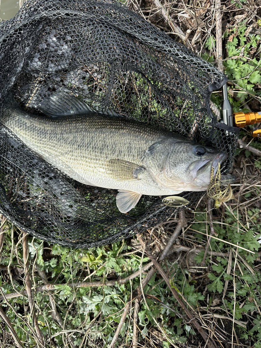 よっしー tweet media