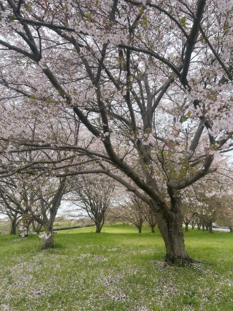 マァサ tweet media