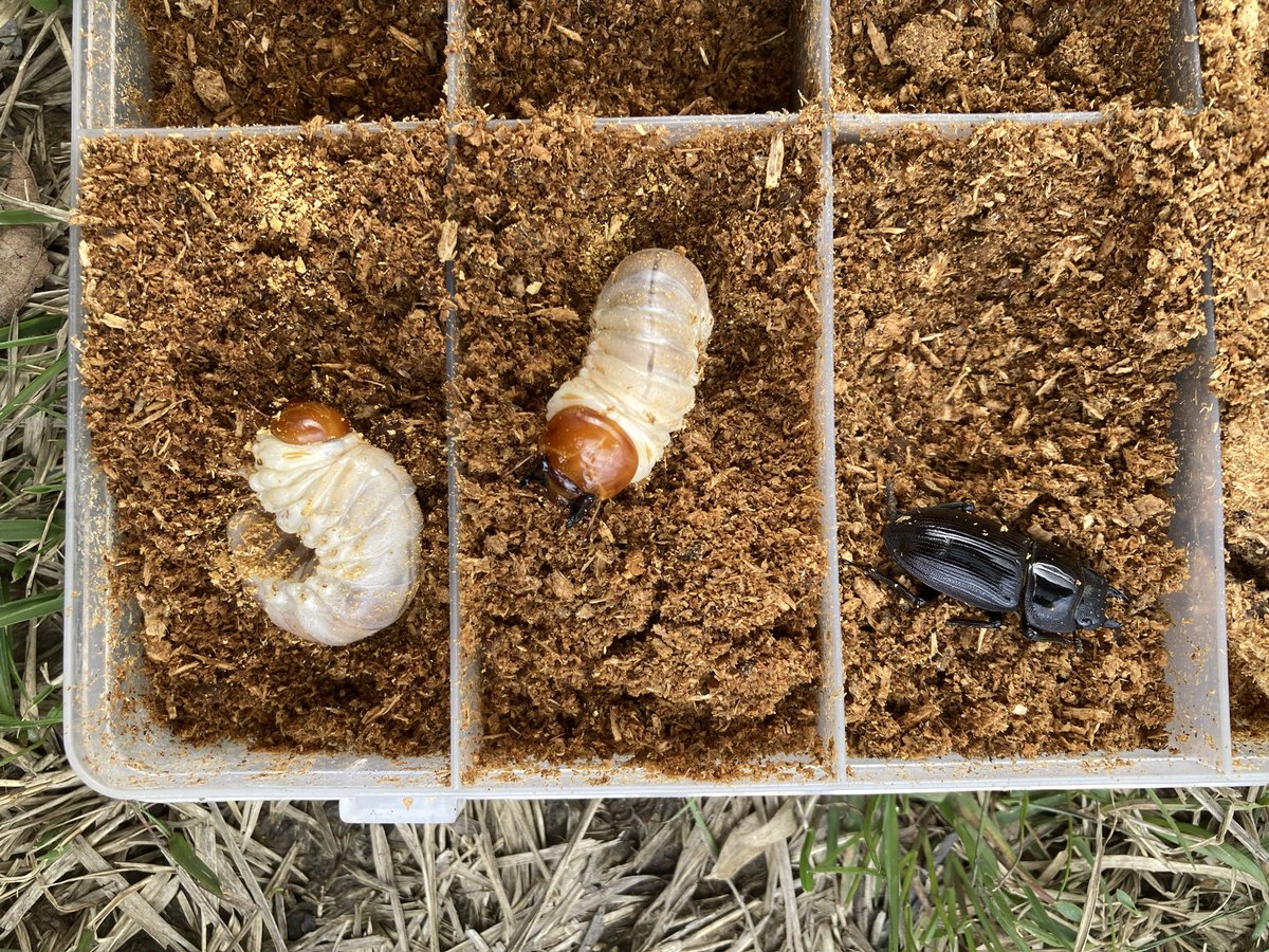 silverback.SB tweet media