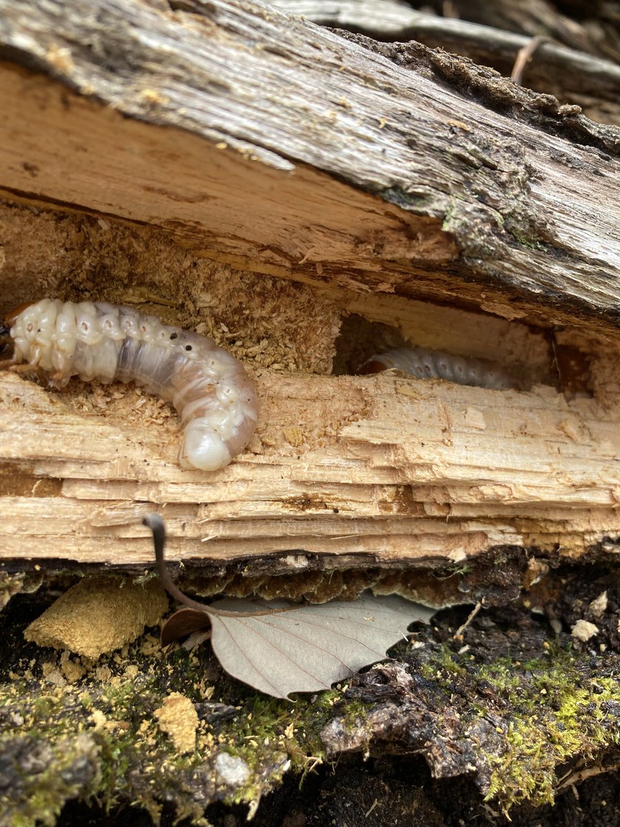 silverback.SB tweet media