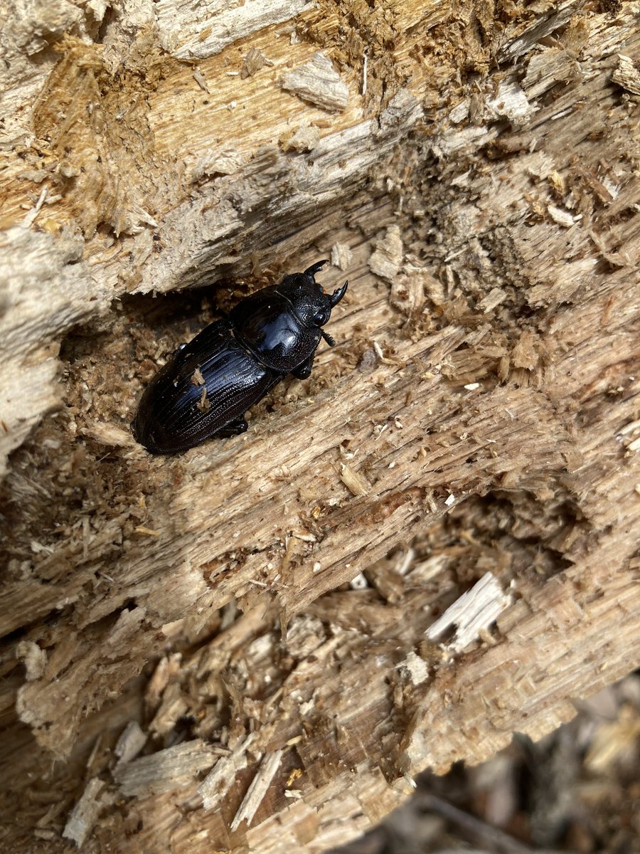 silverback.SB tweet media