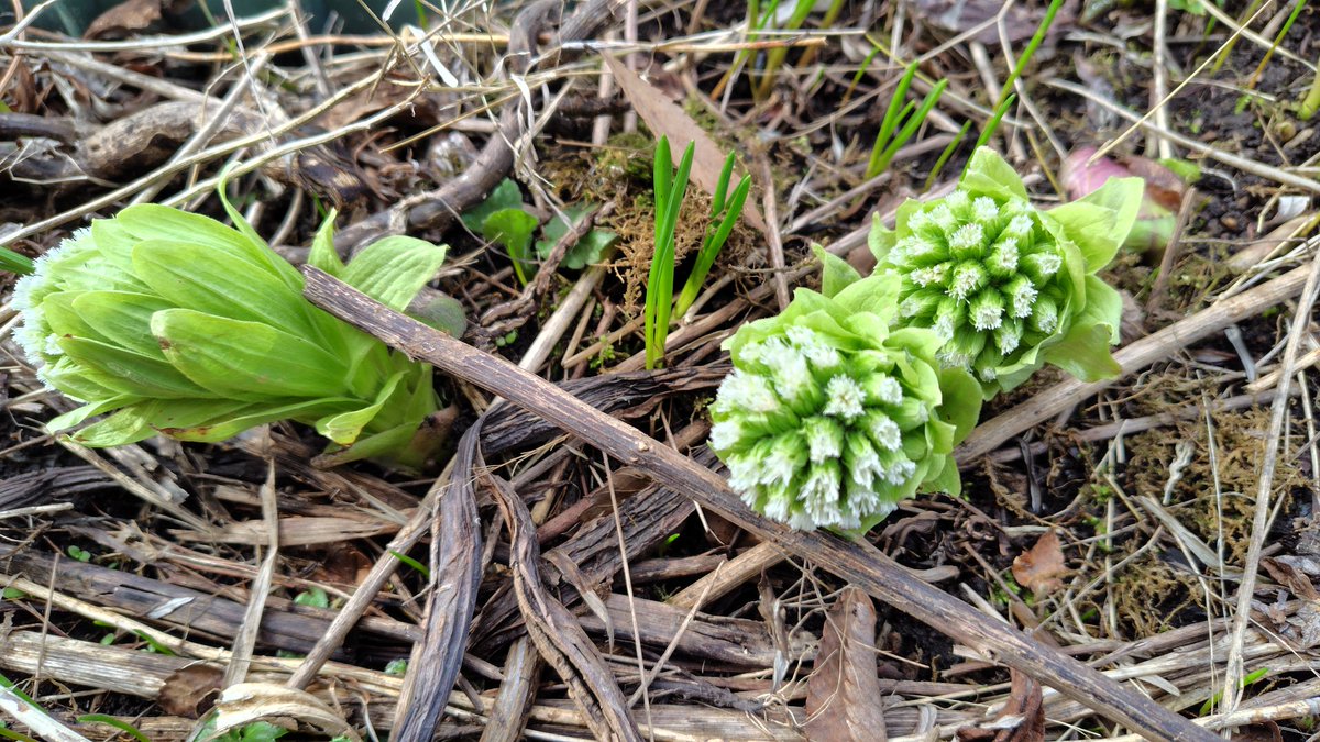 函館動画工房 tweet media