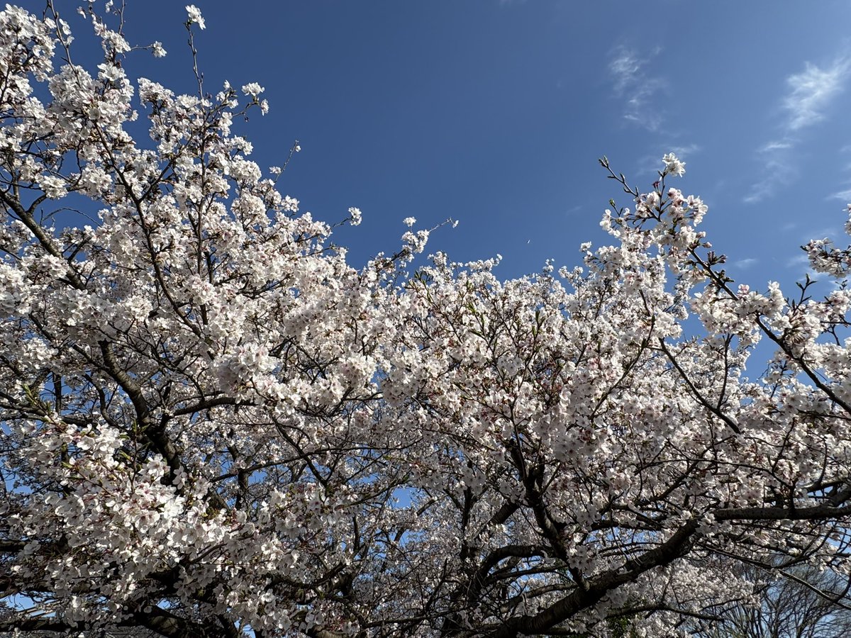 矢口雅利(Dinnerbone) tweet media