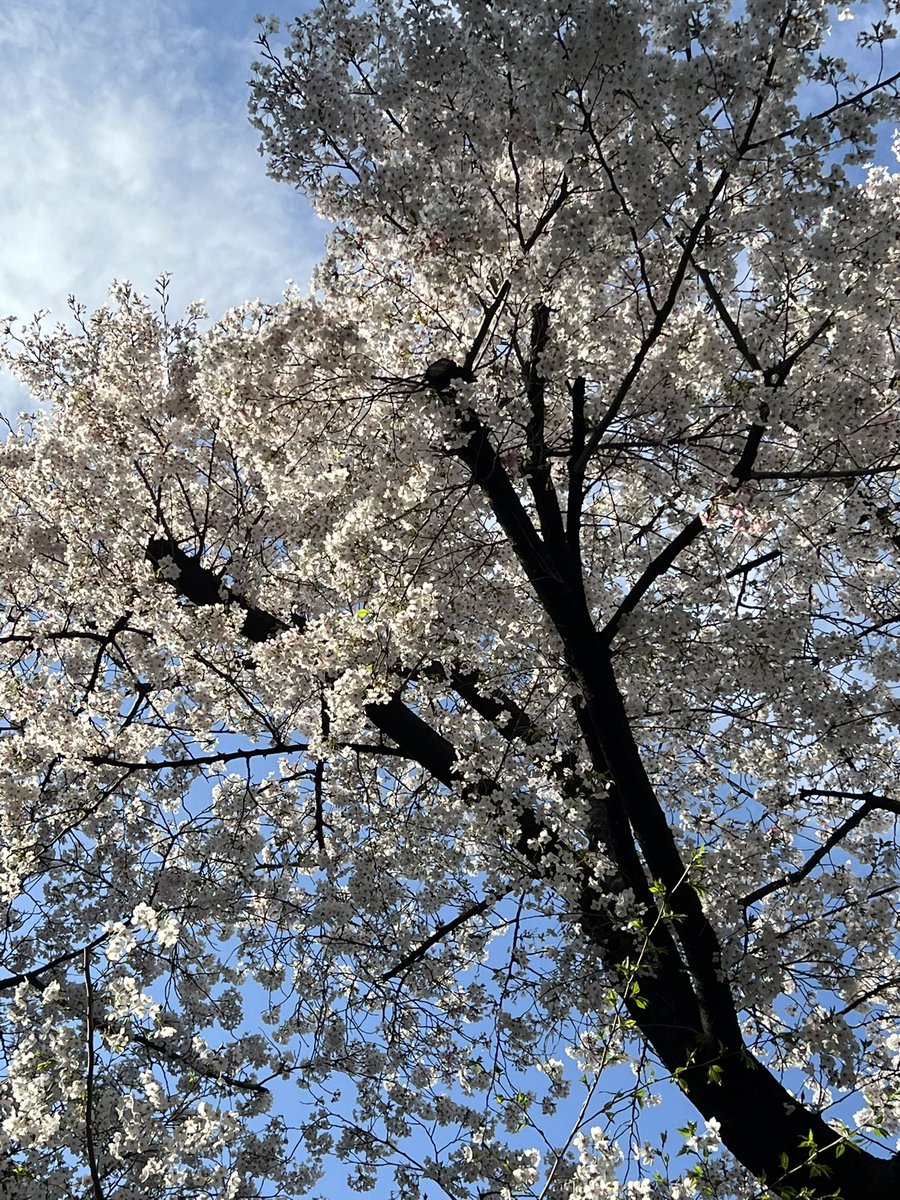 XTAL/伊頭 奇作@みるくちゃん tweet media