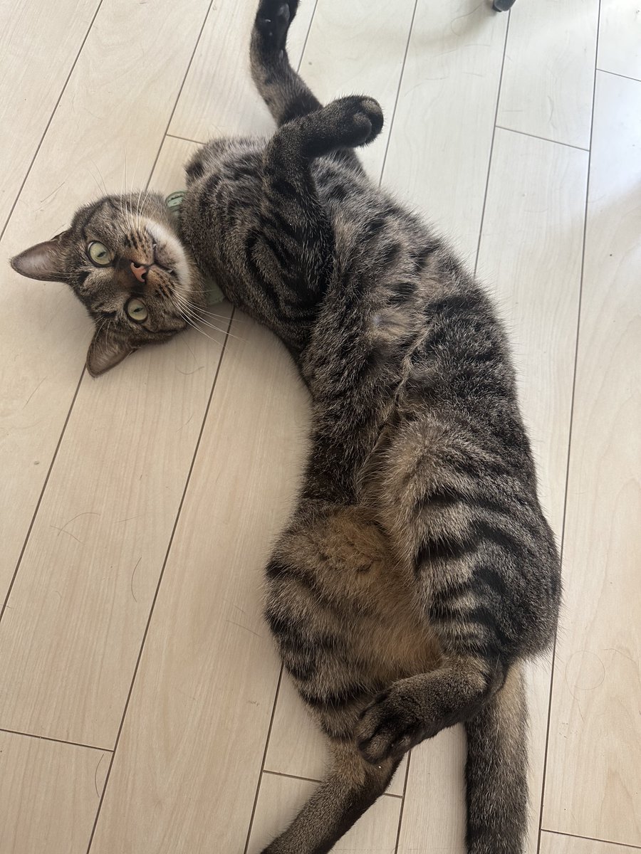 ^. .^ヲタク🐈‍⬛ tweet media