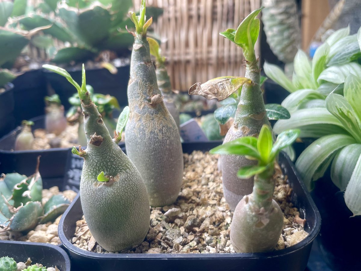 ふかひ tweet media