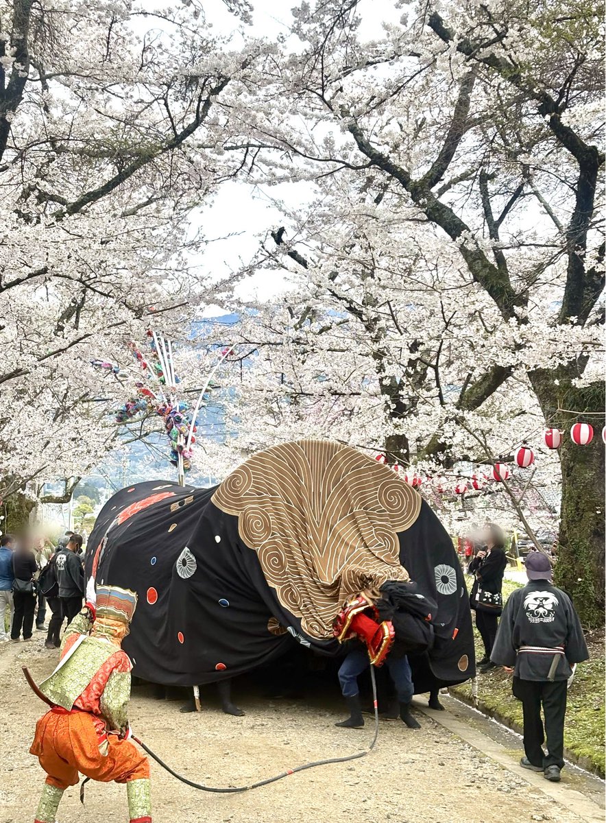 桜の下で大島山の獅子舞！室内で見るのとはまた全然違う〜！！