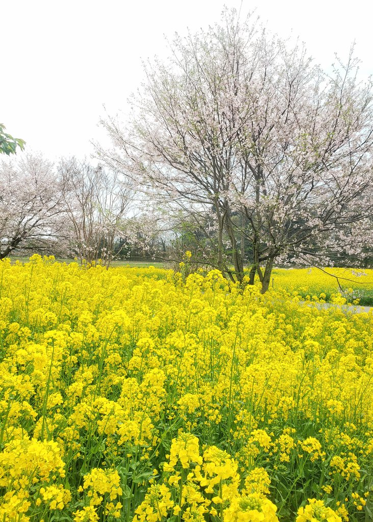 池山れい tweet media