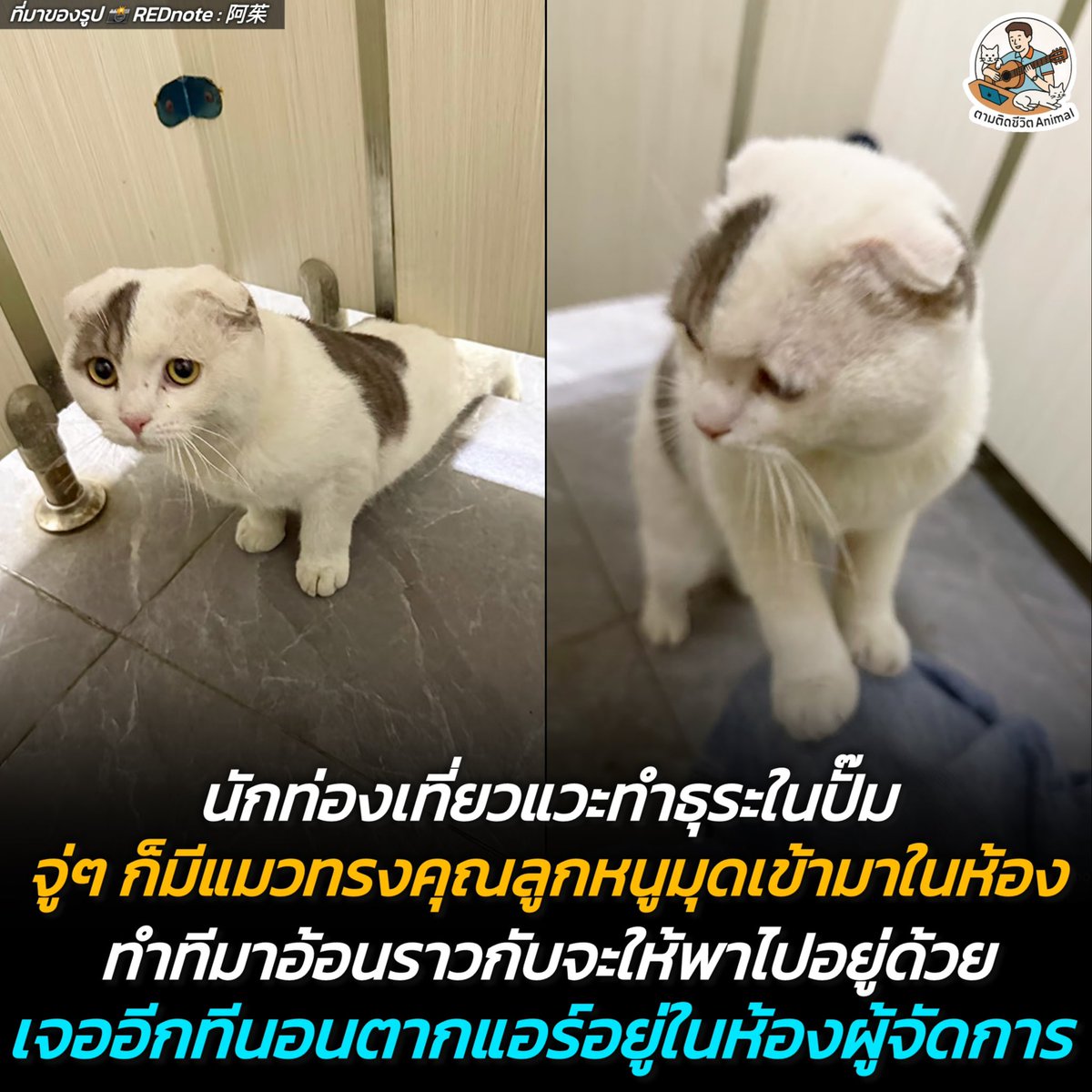 ตามติดชีวิตAnimal tweet media