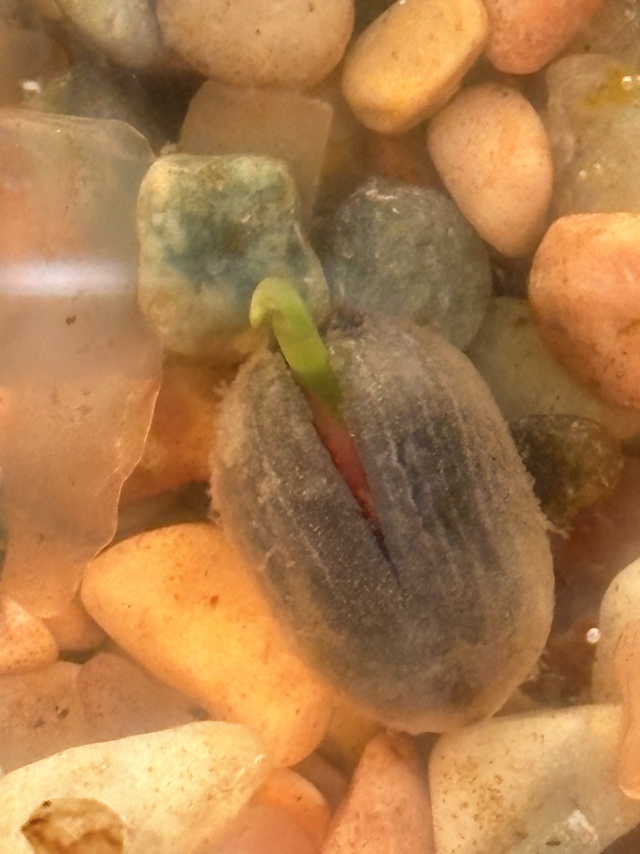 こーま🌱 tweet media