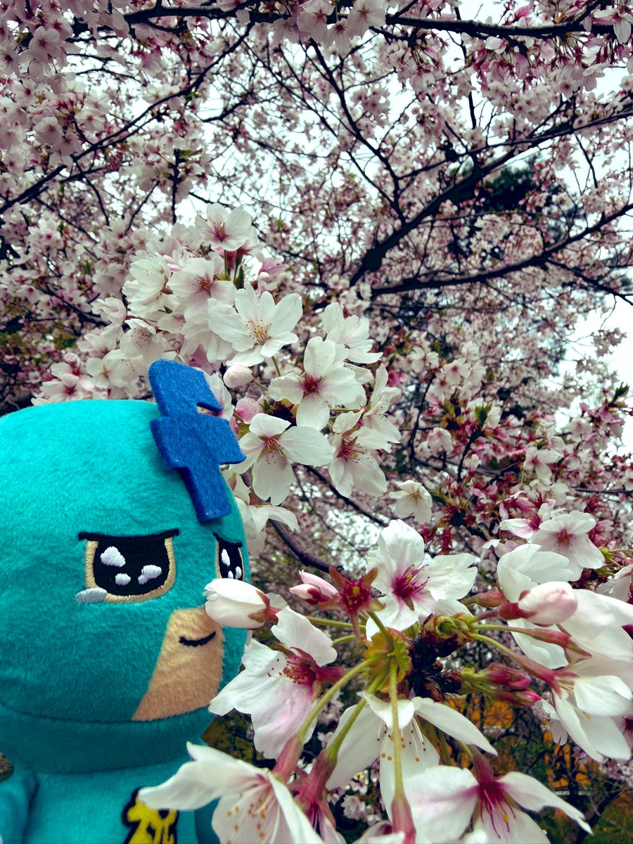 tomo(AHS) tweet media