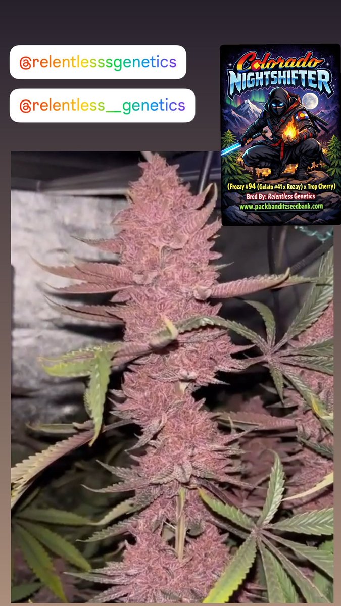 Pack Banditz Seed Bank tweet media