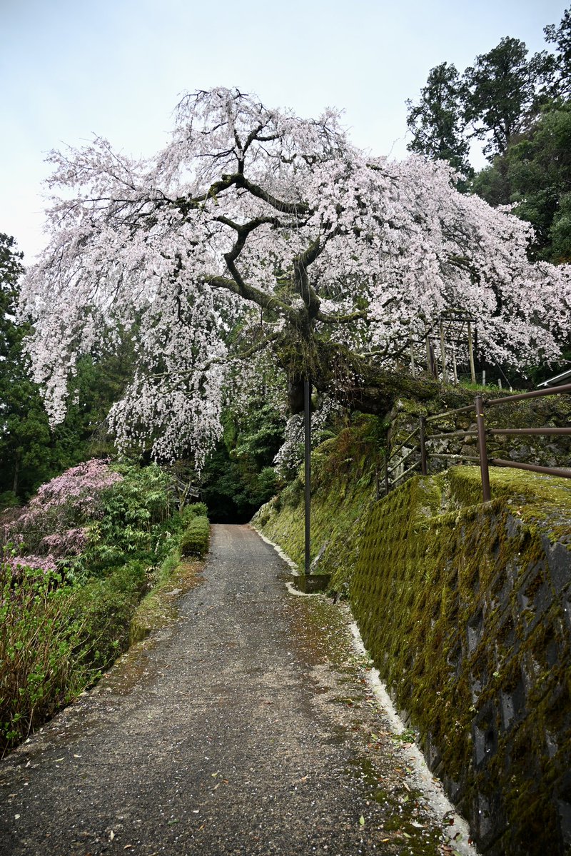 写真日和 tweet media