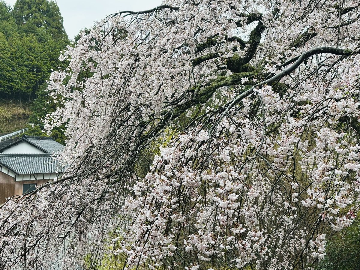 写真日和 tweet media