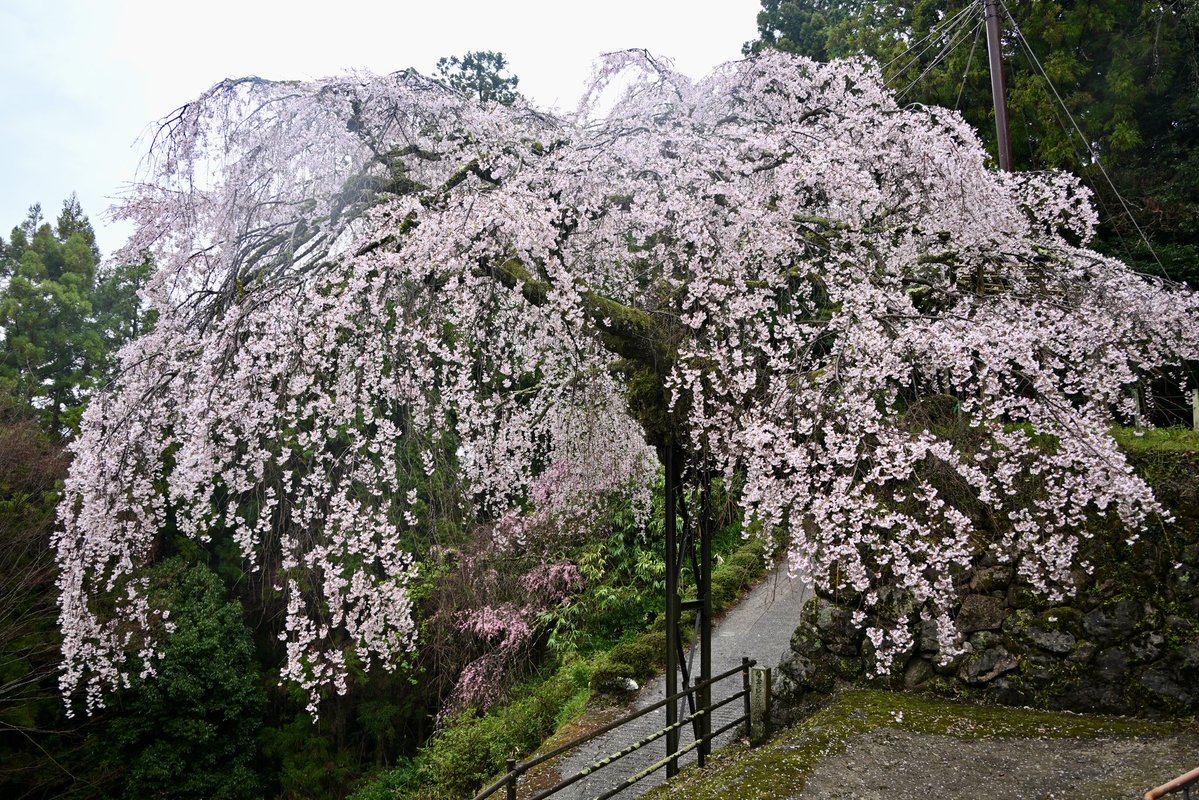 写真日和 tweet media