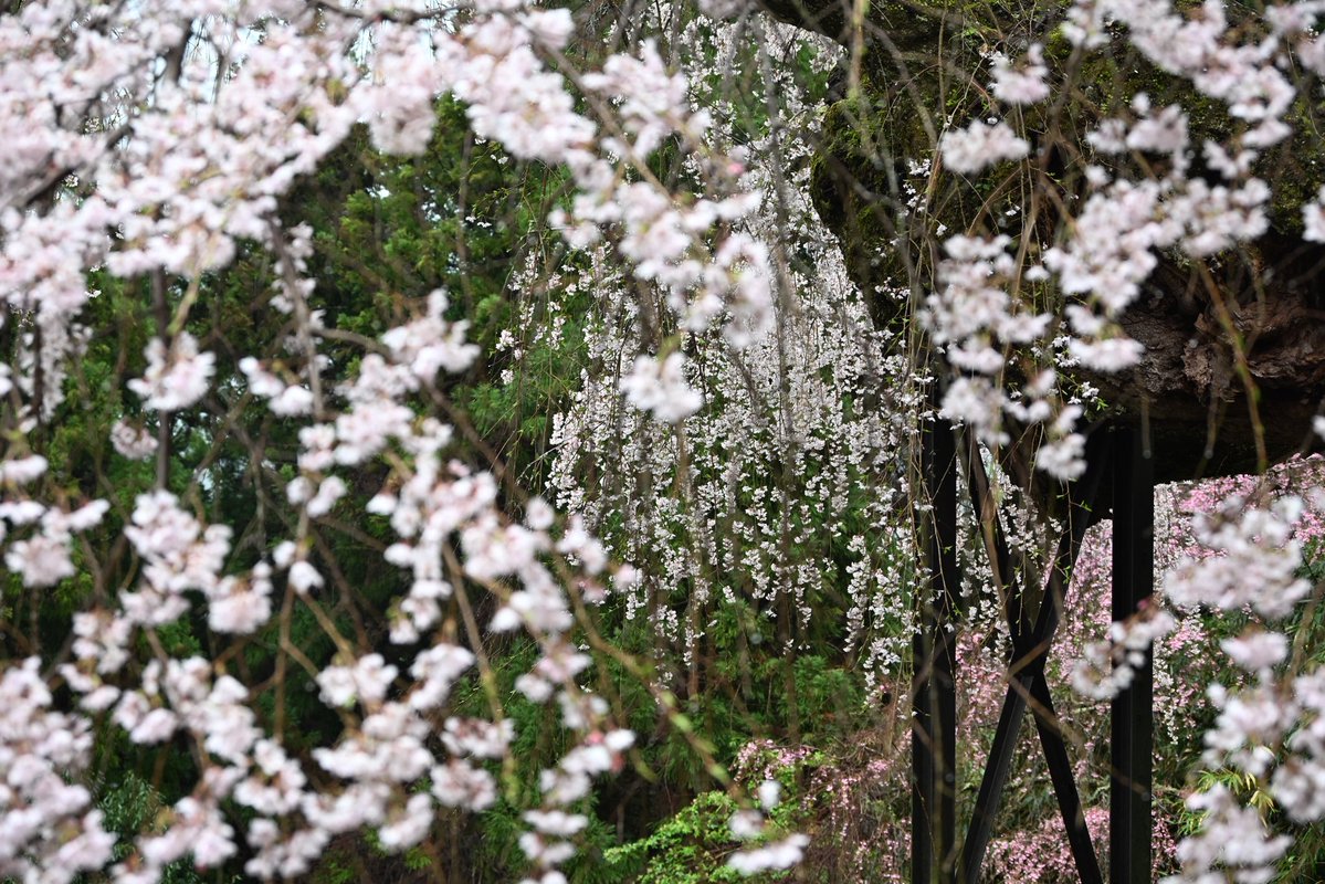 写真日和 tweet media