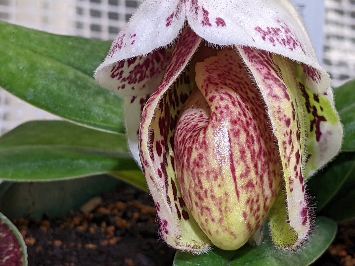 ジャガー tweet media