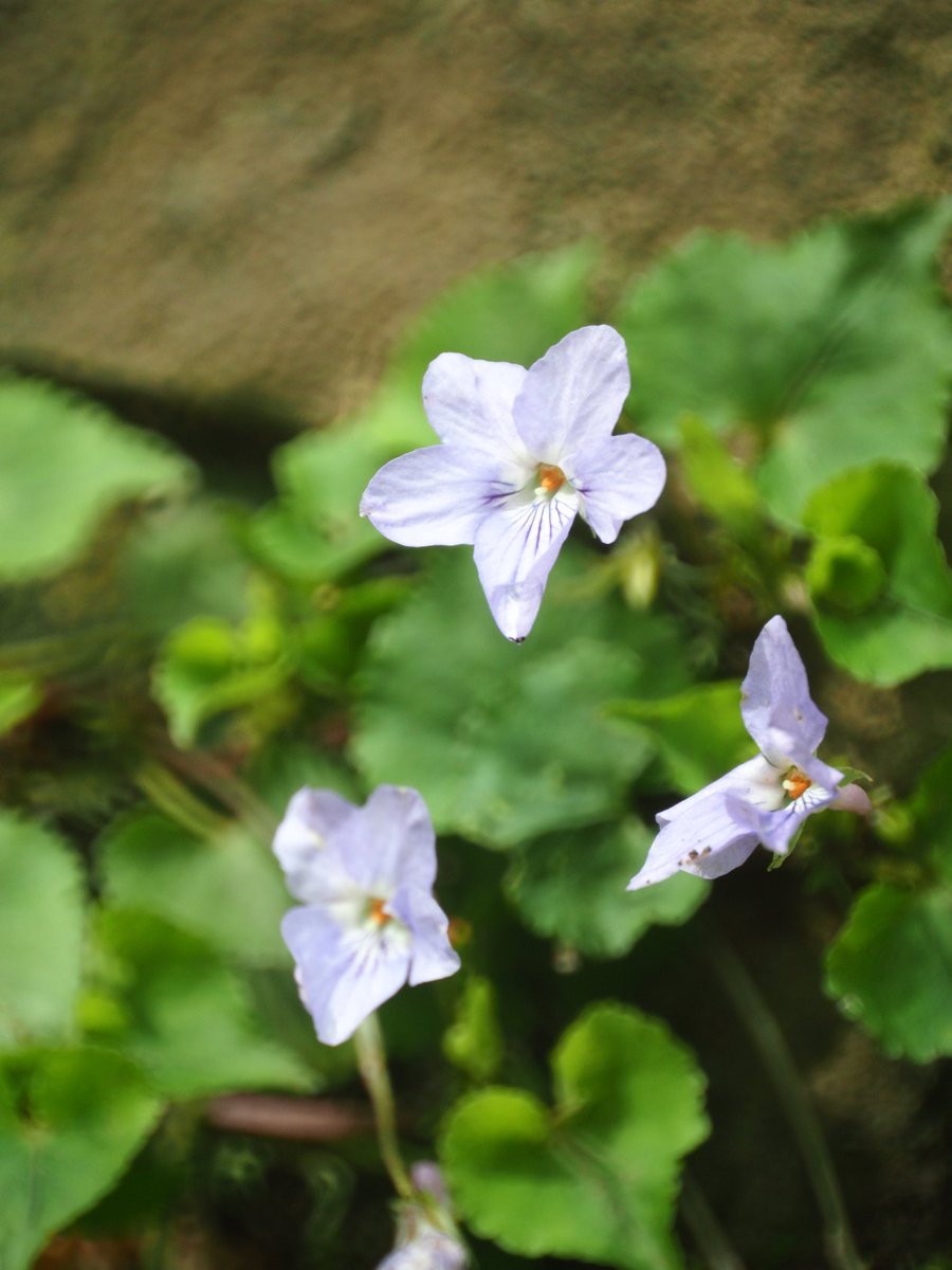 ういとら tweet media