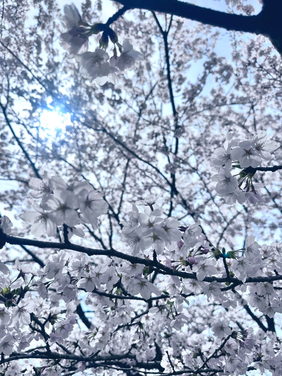 HamuHamu tweet media