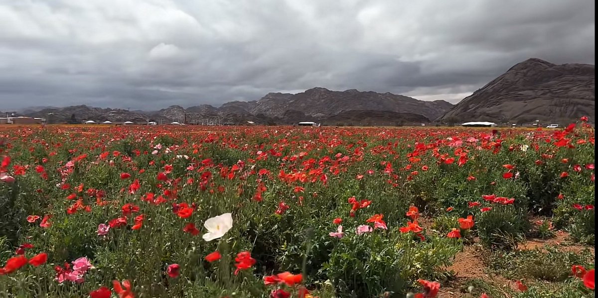 ميّم tweet media