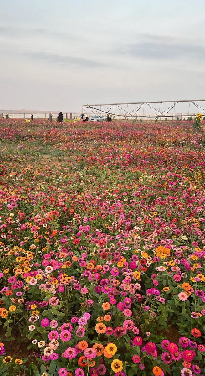 ميّم tweet media