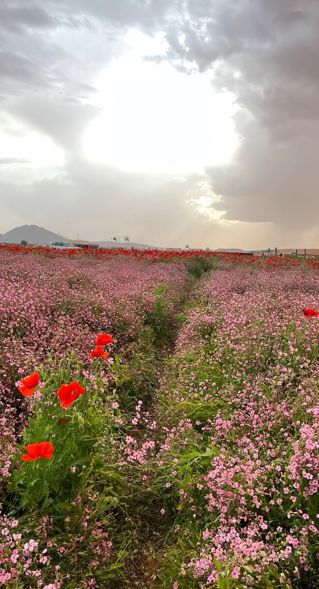 ميّم tweet media