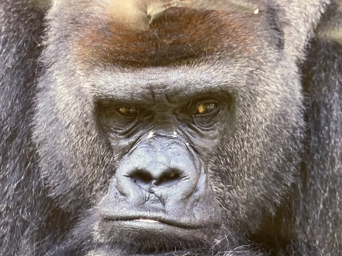 びーふ🐮( ◠‿◠ )🈂️ tweet media