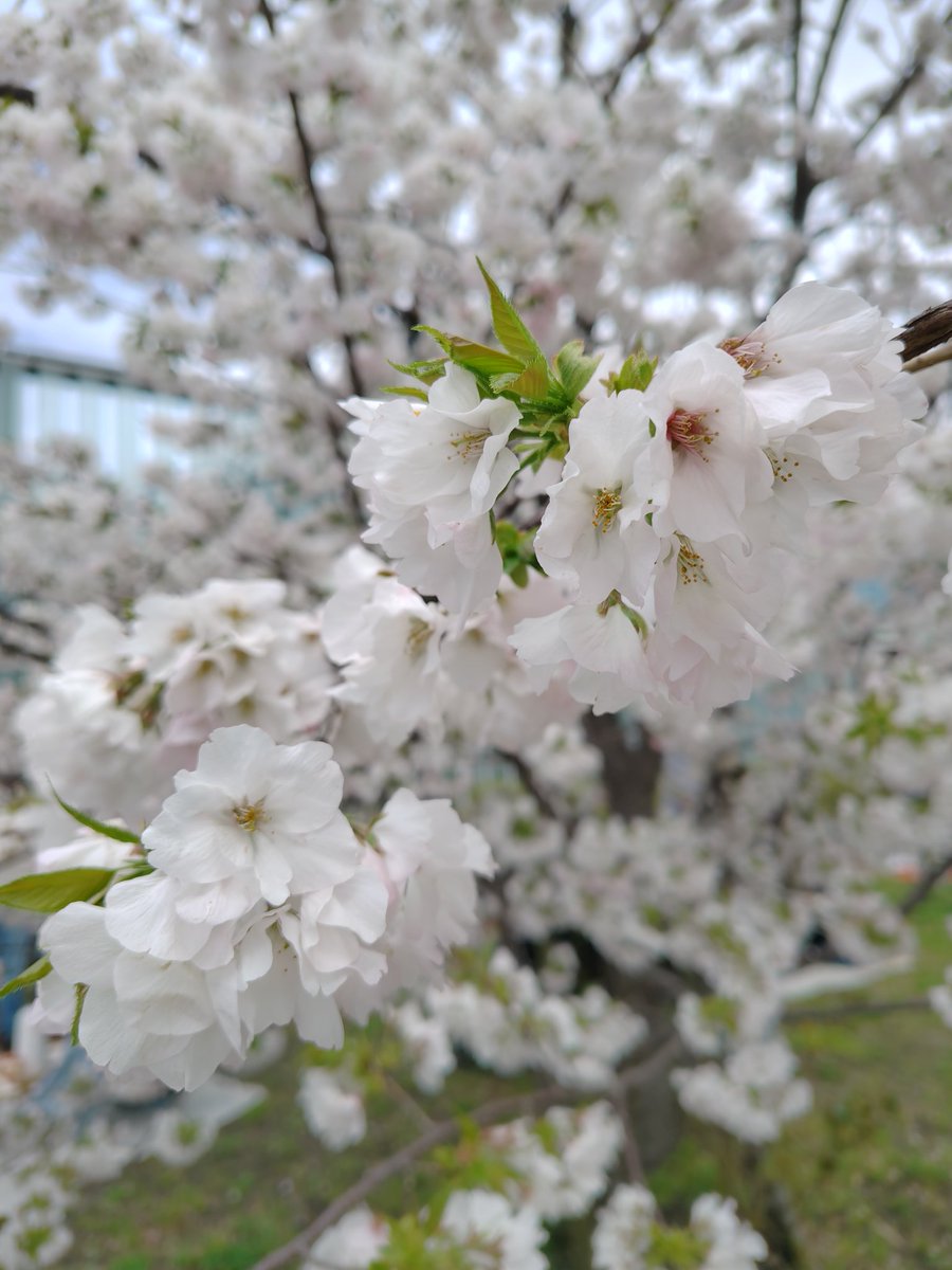 いたる tweet media