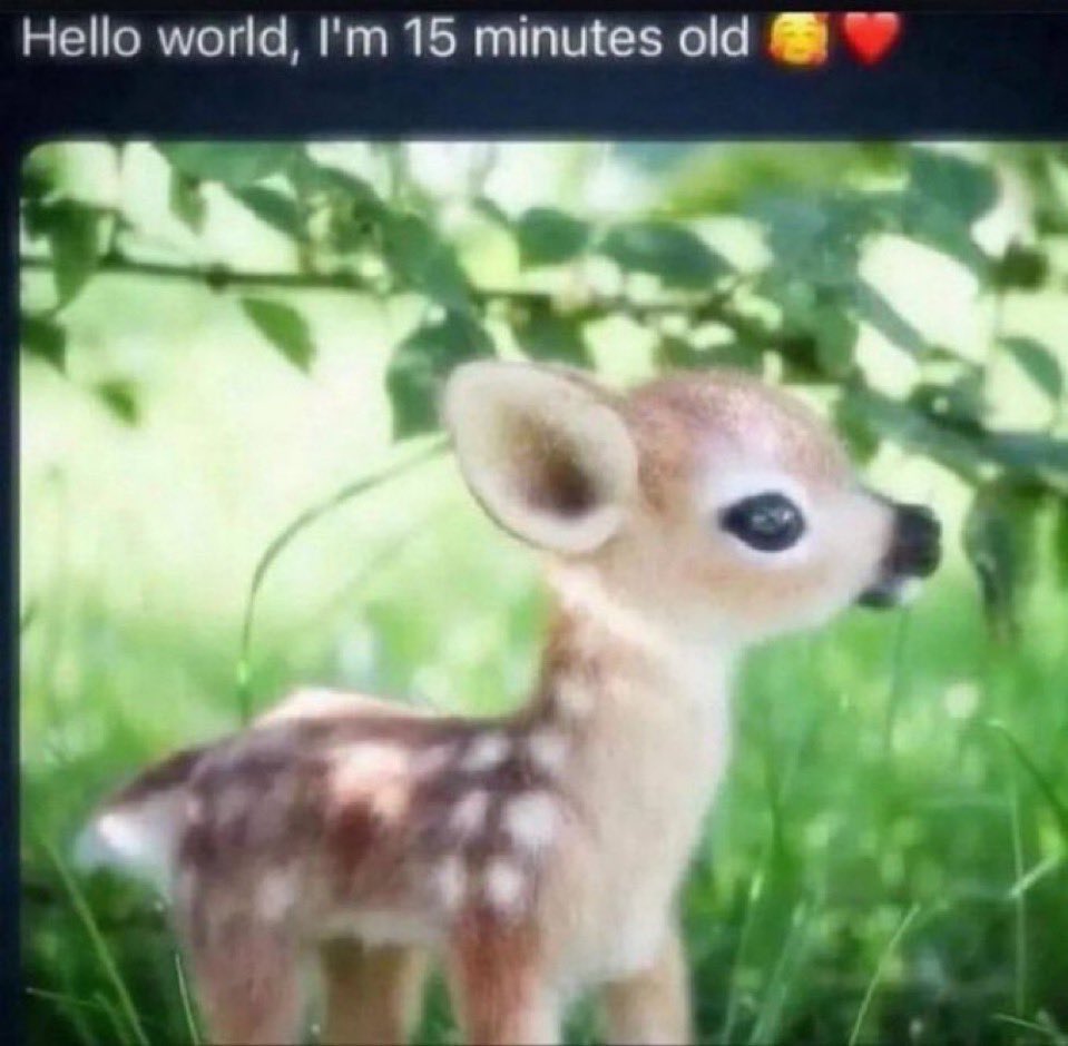 moose! replaying p5r tweet media