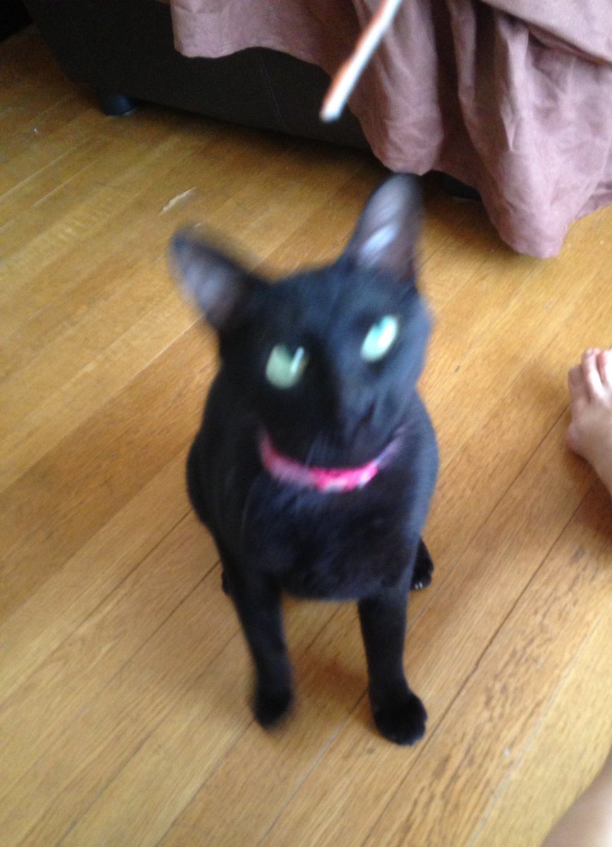 sherry_jazzcat's tweet photo. 今朝、会長とお別れしてきました。

ありがとう、クロシェ。

私の暗黒期を一緒にいてくれた猫さん。

衝撃の出会いから…
何もかもエネルギッシュすぎたよ。

18年、お疲れさま。

ありがとう。 https://t.co/Isuw6V8n6u