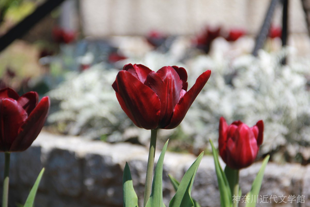 神奈川近代文学館 公式 tweet media