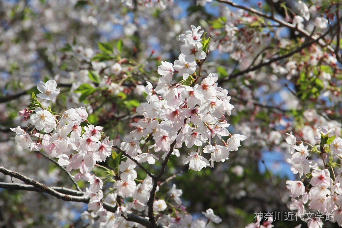神奈川近代文学館 公式 tweet media