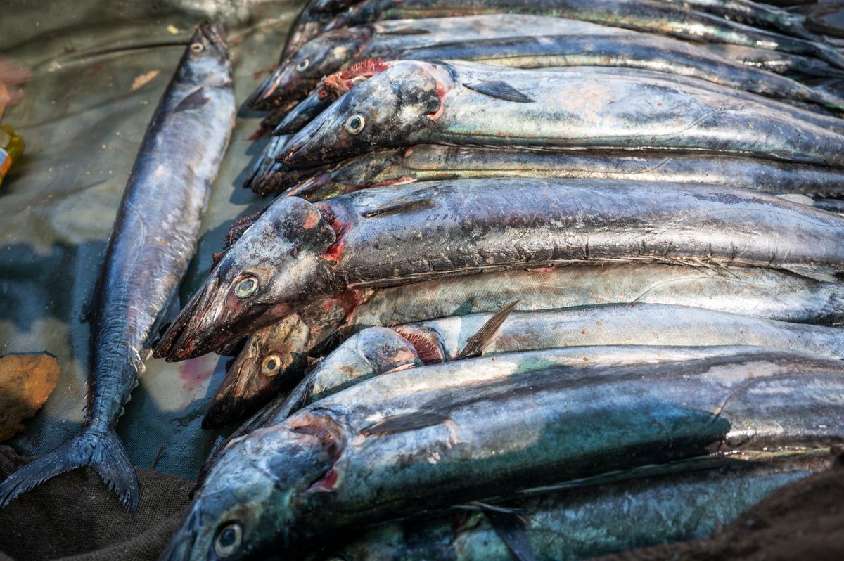 TheCapeArgus's tweet image. Snoek season hits Cape Town 🐟
Roadside hawkers line routes like Viking Way as Easter nears, keeping the pickled fish tradition alive. Fresh catch, straight from the bakkie.

📸 Armand Hough

#CapeTown #Snoek #Easter #LocalTradition