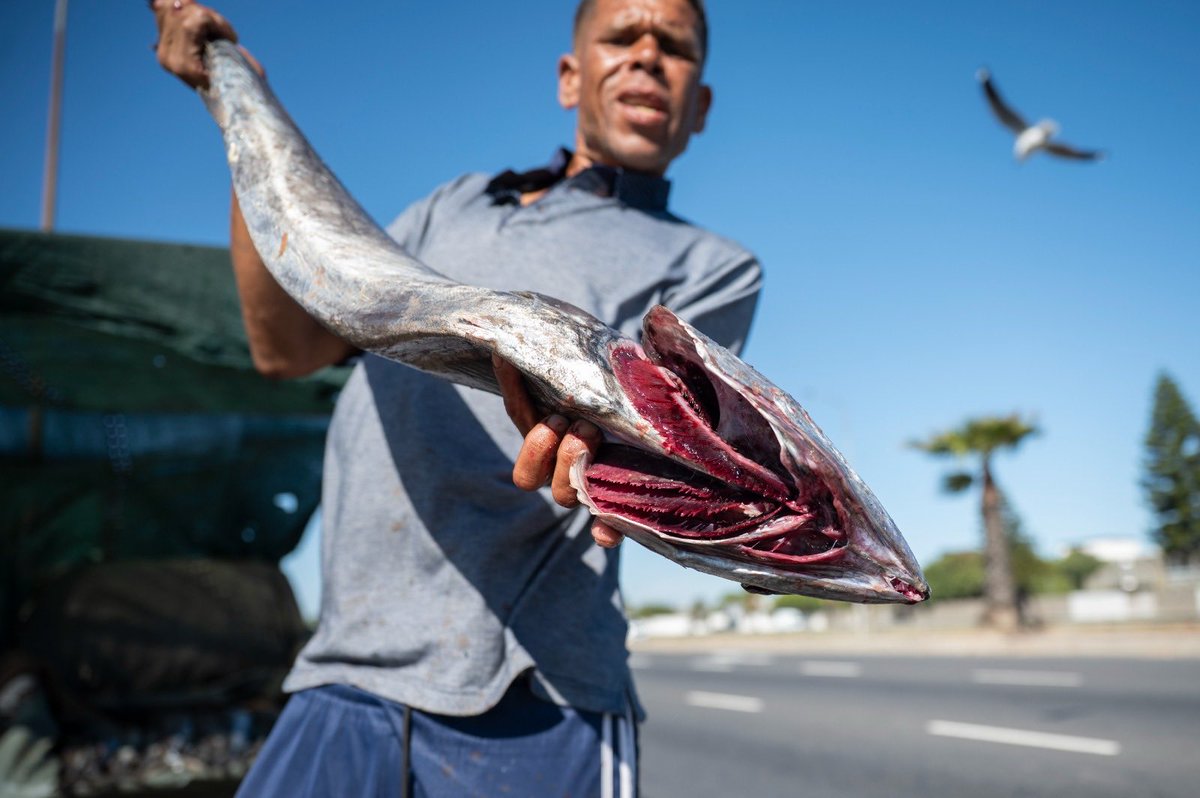 TheCapeArgus's tweet image. Snoek season hits Cape Town 🐟
Roadside hawkers line routes like Viking Way as Easter nears, keeping the pickled fish tradition alive. Fresh catch, straight from the bakkie.

📸 Armand Hough

#CapeTown #Snoek #Easter #LocalTradition