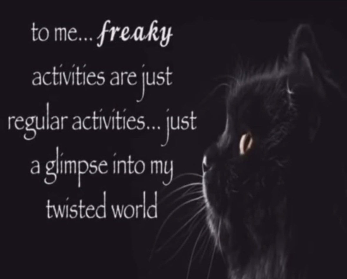 LiterallyMeCats tweet media