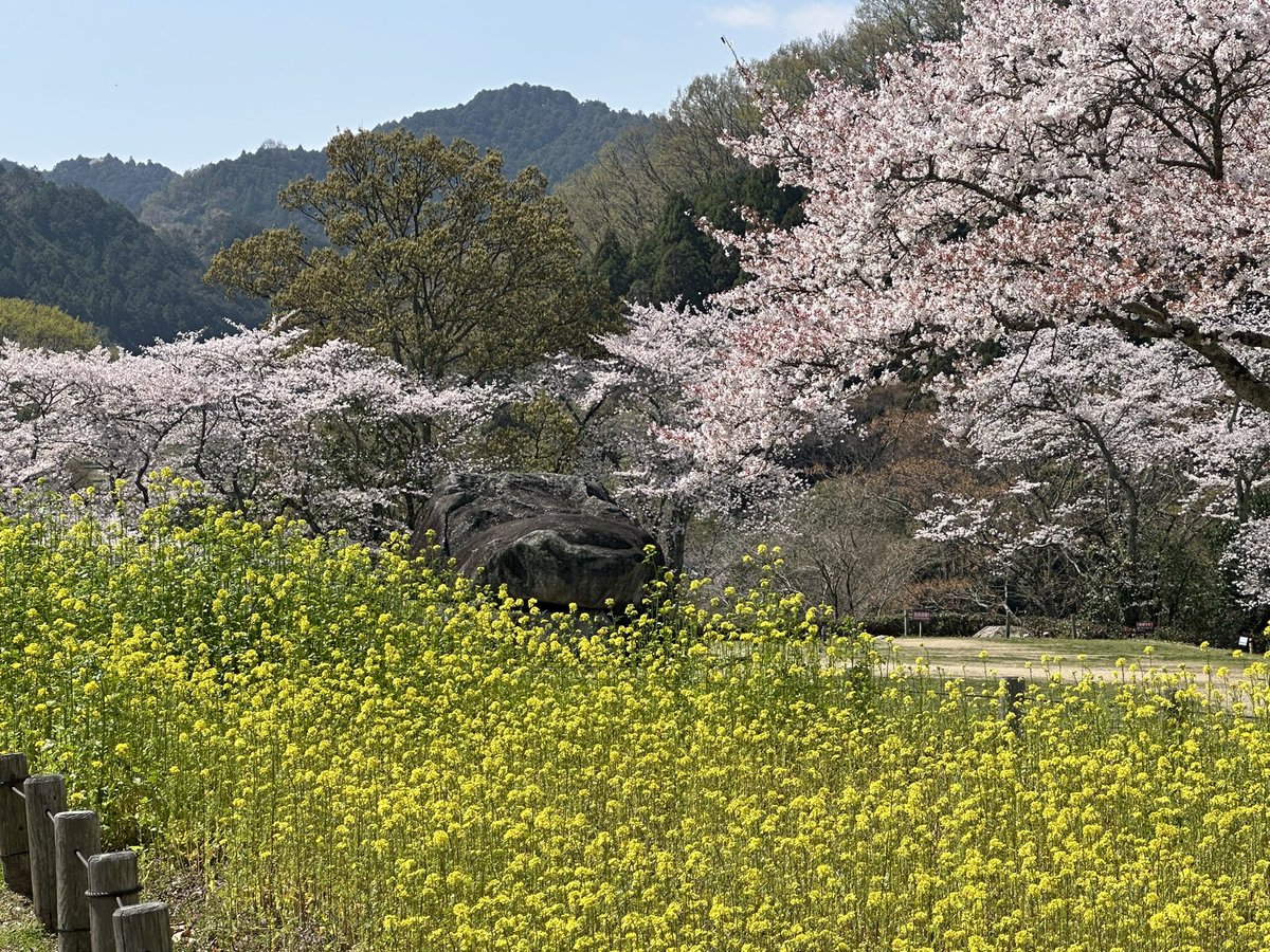 杉田 水脈 tweet media