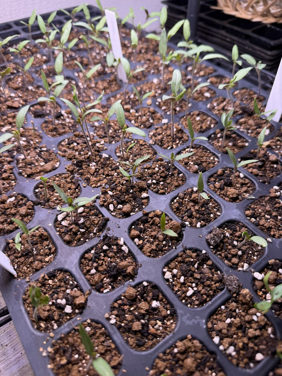 Akira Sakemotoさけもとあきら tweet media