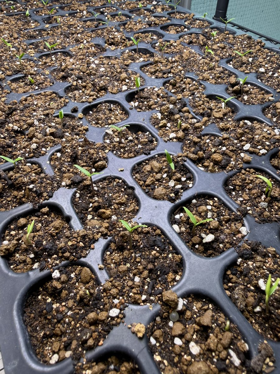 Akira Sakemotoさけもとあきら tweet media