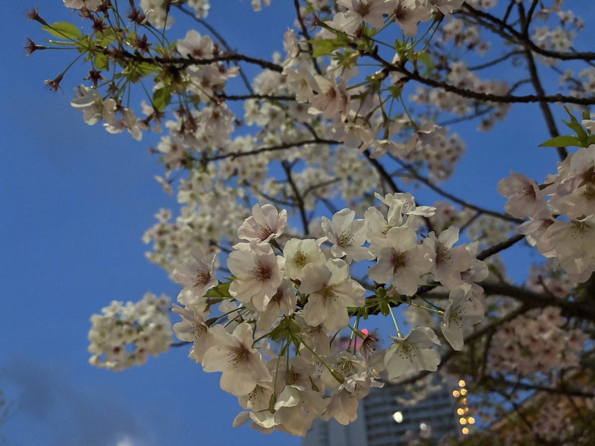 hamanyyy's tweet photo. 今朝の桜🌸 https://t.co/iGgNkiHHOr