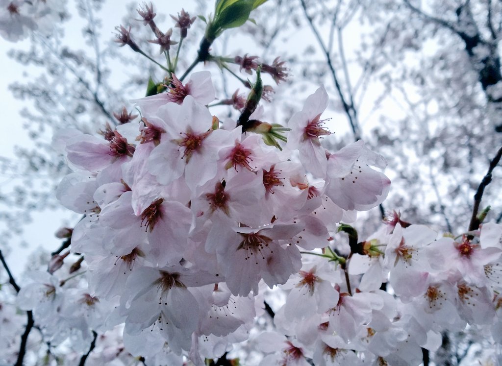 椎名サクラ tweet media