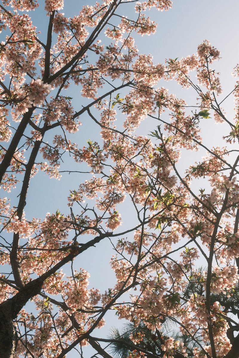 yuki 🍓🌸 ゆき is seeing &t tweet media