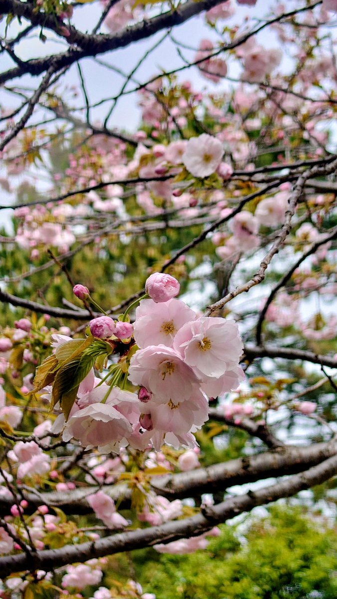 🌸2026 Yamada＠4/19チャレンジ富士五湖100km🗻 tweet media